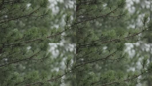 松树上的雨-近距离看高清在线视频素材下载