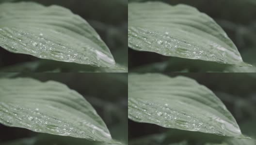 春天的绿叶带着雨滴高清在线视频素材下载