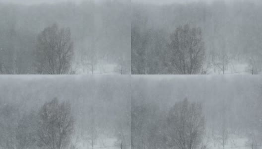 冬季森林的背景上的大雪，暴风雪，暴风雪高清在线视频素材下载