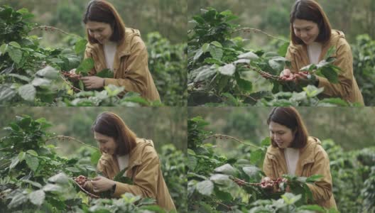 女农民检查和收获新鲜的咖啡浆果在一个咖啡农场高清在线视频素材下载