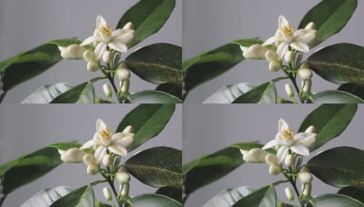 桔树白色芳香的花朵和花蕾上洒着黄色粉末的香概念高清在线视频素材下载