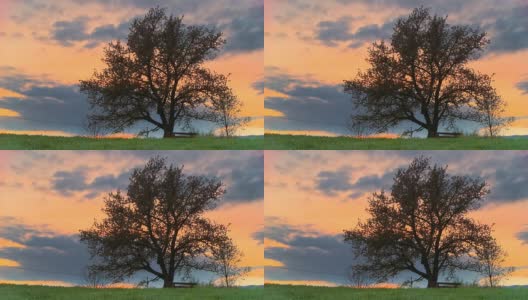 HD Motion Time-Lapse:云景日落时的树高清在线视频素材下载