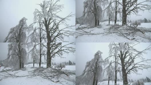 冰风暴对树木的伤害高清在线视频素材下载
