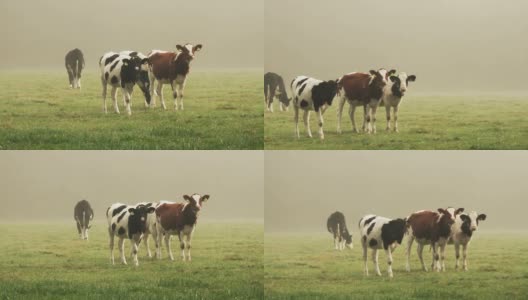 黎明牧场的小牛高清在线视频素材下载