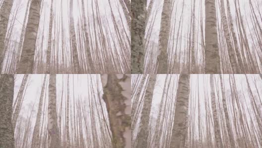 白桦树林高清在线视频素材下载
