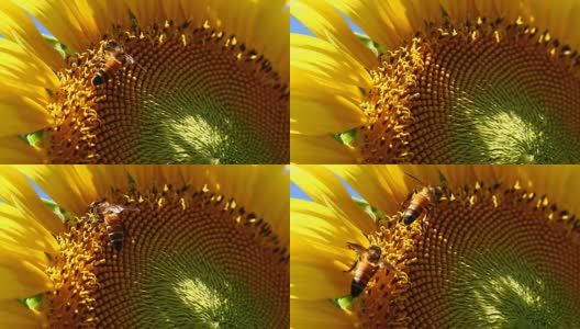 蜜蜂和向日葵花粉高清在线视频素材下载