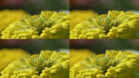 蜜蜂在花上采花粉高清在线视频素材下载