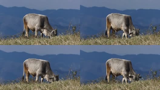 牛在草地上吃草。高清在线视频素材下载