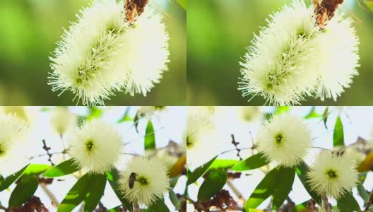 白花里的蜜蜂高清在线视频素材下载