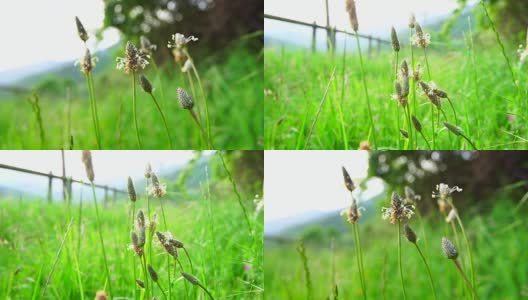 车前花在比利牛斯山高清在线视频素材下载