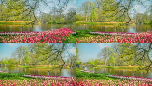 荷兰的库肯霍夫郁金香种植季节高清在线视频素材下载