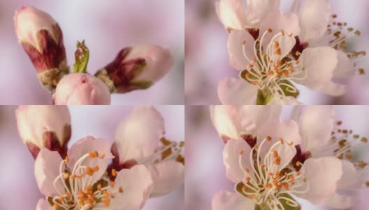 卧式桃花盛开的延时视频。桃树在春天开花的照片。高清在线视频素材下载