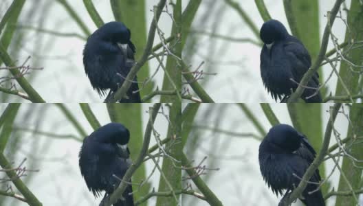 冬天乌鸦坐在树上，4k慢镜头60帧/秒高清在线视频素材下载