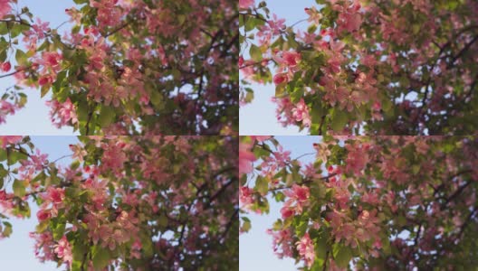 粉红色的樱花在鲜艳的绿叶中绽放，映衬着落日的天空。高清在线视频素材下载