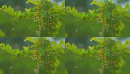 近距离拍摄的绿色植物与浆果在雨中高清在线视频素材下载