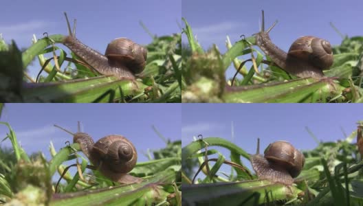 背上有壳的花园蜗牛在高高的草丛中爬行高清在线视频素材下载