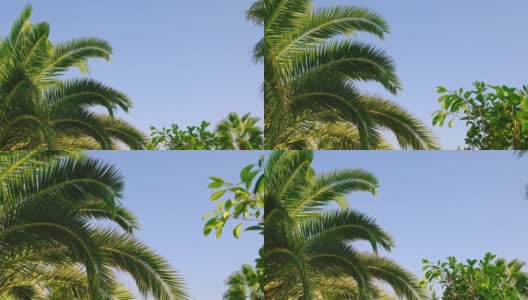 棕榈叶映衬着天空。有选择性的重点。大自然。高清在线视频素材下载