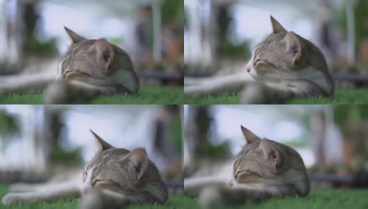 睡在人造草地上的猫慢动作高清在线视频素材下载