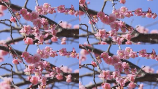 可爱的梅花在三月的风中摇曳高清在线视频素材下载
