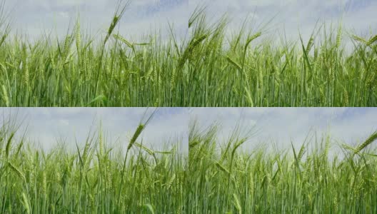 高清大麦灌溉跟踪拍摄高清在线视频素材下载