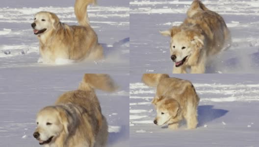 美丽的金毛猎犬在雪地里玩耍高清在线视频素材下载