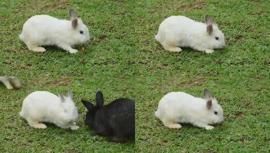 兔子吃胡萝卜高清在线视频素材下载
