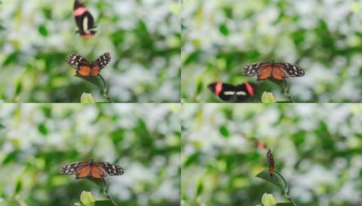 蝴蝶的爱高清在线视频素材下载