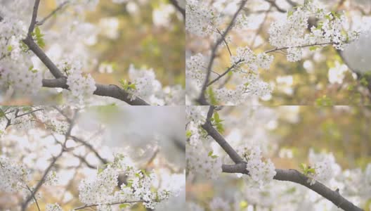 白色樱花樱花高清在线视频素材下载