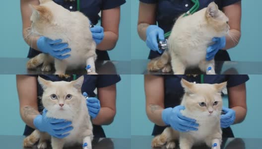 一位妇女在诊所里给一只猫做兽医检查高清在线视频素材下载