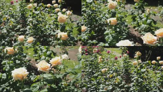 花园里有黄玫瑰花高清在线视频素材下载