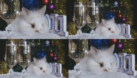 兔和新年高清在线视频素材下载