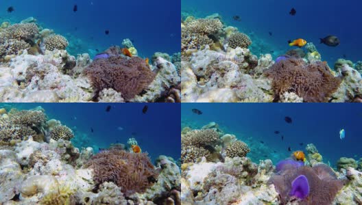 一群马尔代夫海葵鱼-马尔代夫高清在线视频素材下载