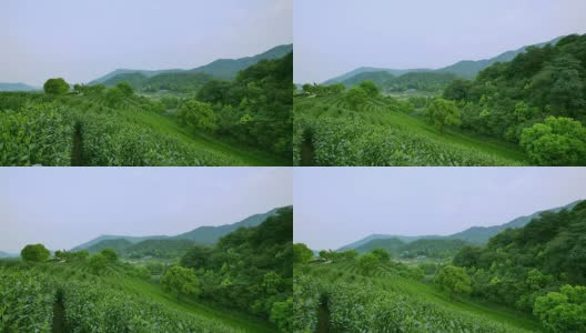 天空，茶树，山丘和农场，实时。高清在线视频素材下载