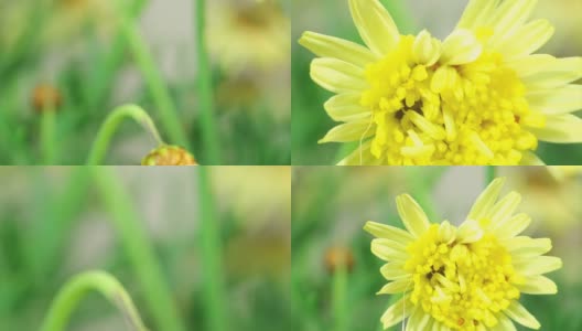 黄色的雏菊和蛾虫高清在线视频素材下载