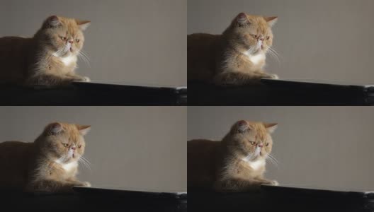 4K:可爱的猫咪玩数码平板电脑高清在线视频素材下载