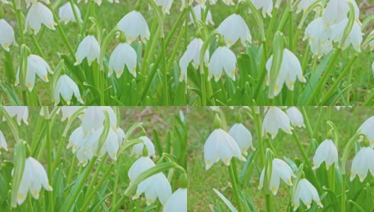 宏观摄影:春天的铃兰高清在线视频素材下载