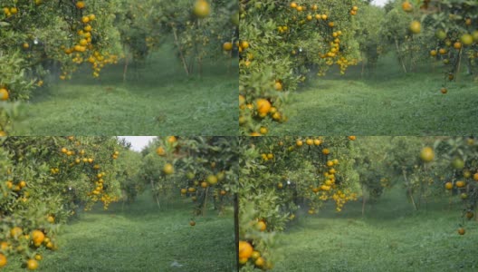 在阳光下灌溉橘子园高清在线视频素材下载