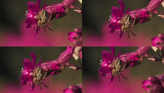 一只大蜘蛛坐着，背上有美丽的图案。有创造力。一只美丽的大蜘蛛在一个粉红色的小花蕾上高清在线视频素材下载