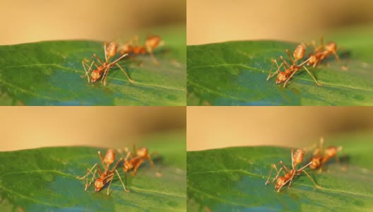 蚂蚁在叶子上喝水高清在线视频素材下载