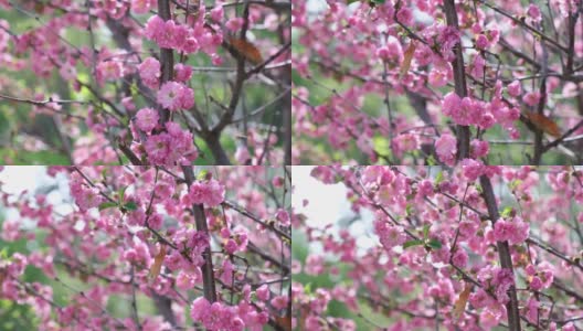 杏树开的粉红色三瓣花。路易斯安那州的杏仁或三瓣樱花，春天开花。本空间高清在线视频素材下载