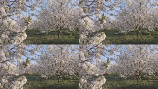 在阳光明媚的日子里，花园中盛开的苹果树的壮观景象。高清在线视频素材下载