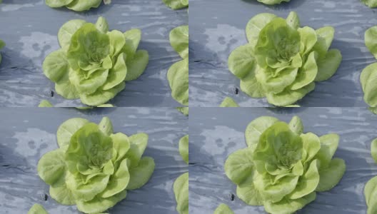 温室苗圃新鲜有机绿Cos生菜高清在线视频素材下载