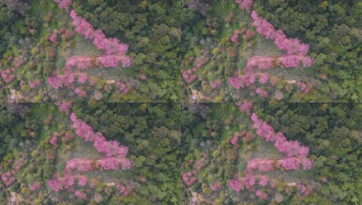 在泰国清迈，鸟瞰山上粉红色的樱花树高清在线视频素材下载