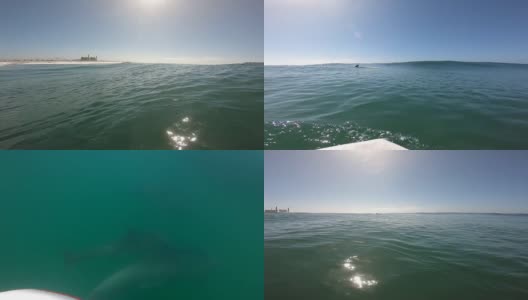 身体滑板鸭子向经过的海豚俯冲高清在线视频素材下载