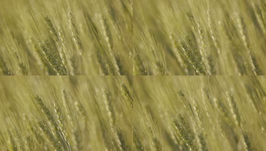 绿色的小麦高清在线视频素材下载