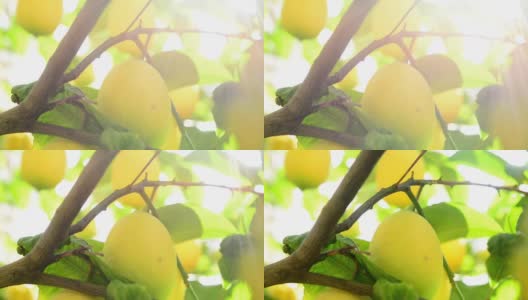 柠檬在树枝上高清在线视频素材下载