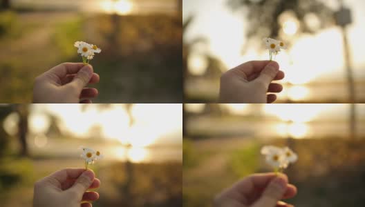 人的手握着雏菊和阳光高清在线视频素材下载