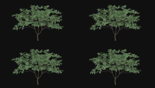 Plumeria树高清在线视频素材下载