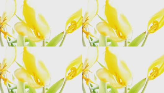 黄色的郁金香-鲜艳(淡出)高清在线视频素材下载