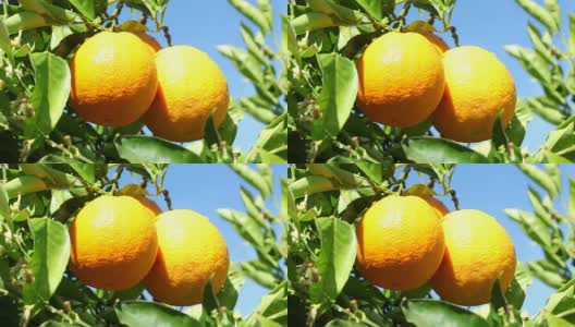 橙子-特写高清在线视频素材下载
